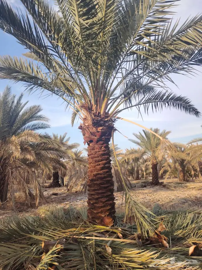 لدينا جميع انواع النخيل المثمره لتواصل 2