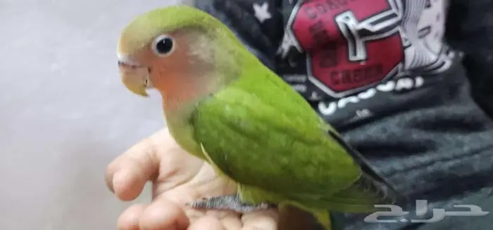 روز اليف مع الصغير والكبير 3