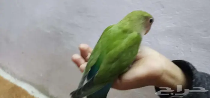 روز اليف مع الصغير والكبير 0