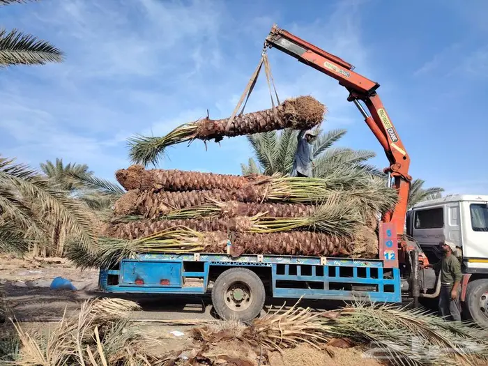 لدينا جميع انواع النخيل المثمره لتواصل 5