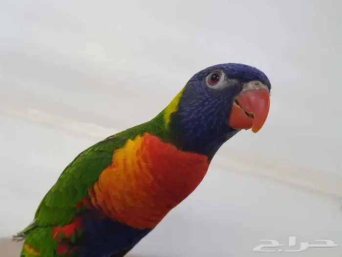 لوري اليف ريد ريمبو 3