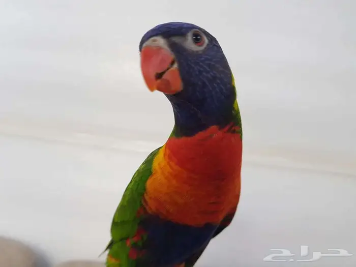 لوري اليف ريد ريمبو 1