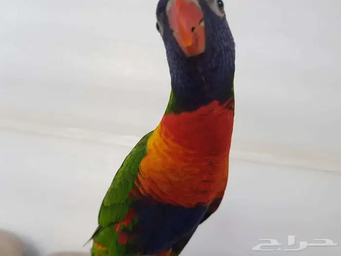 لوري اليف ريد ريمبو 0