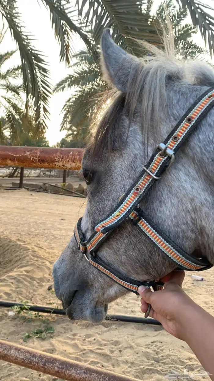 مهر شعبي للبيع 0