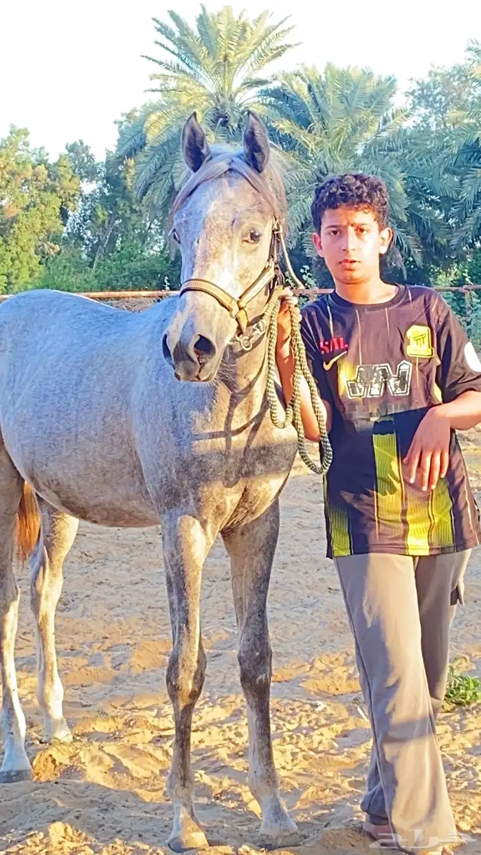 مهر شعبي للبيع 1