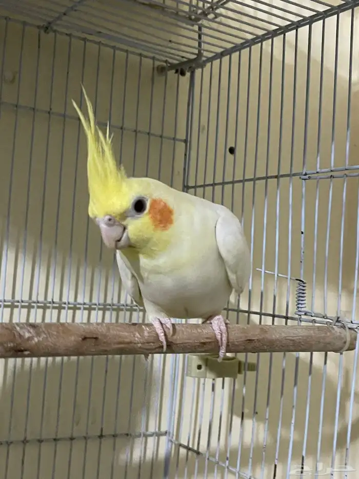 جوز لاتينو سوبر جانبو منتج شرط 1