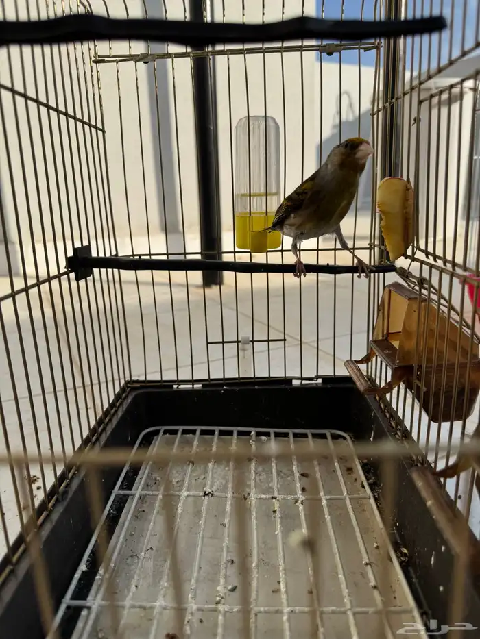 بندوق حسون نار 2