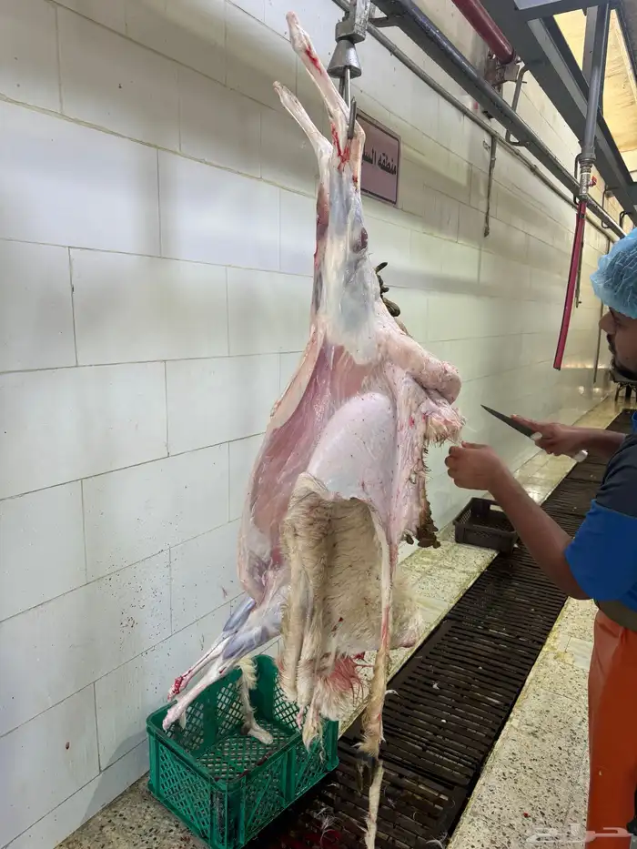 ذبايح ابو فهد شي فاخر من الاخر 6