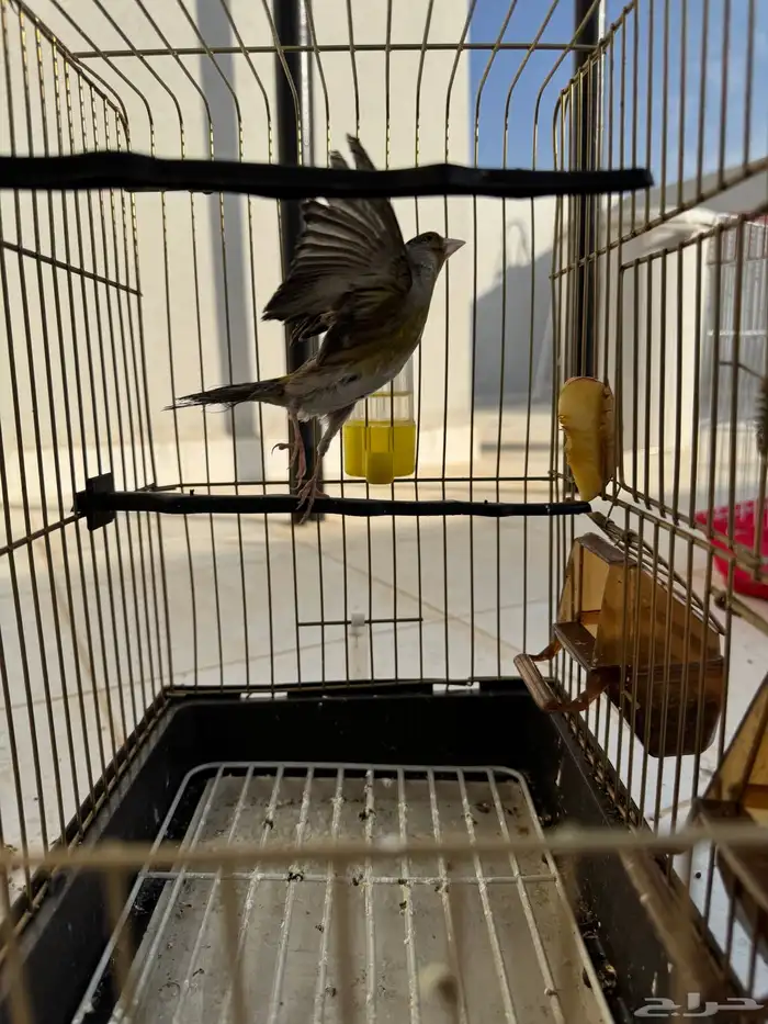 بندوق حسون نار 3