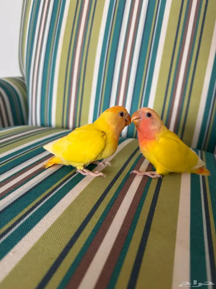 فرخ لاتينو اورنج و لاتينو رد اوبلاين تم البيع 2