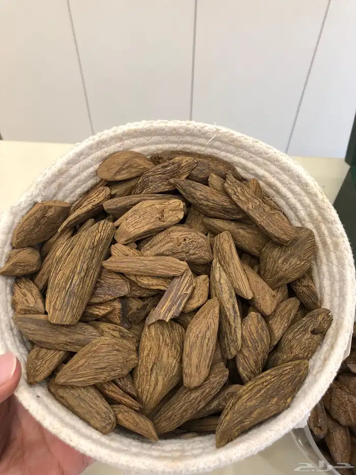 عود مروكي المجالس طبيعي محسن 2