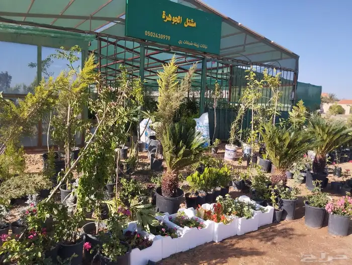 اشجار زيتون 11