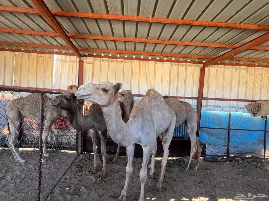 حشوان 3
