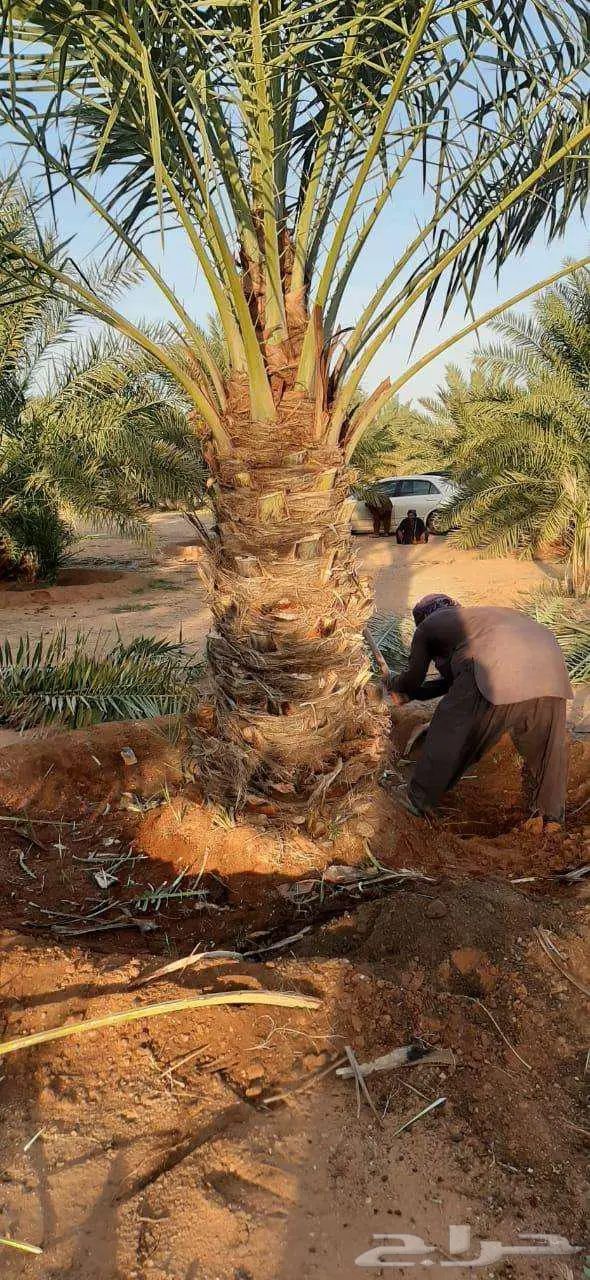 إنخل للبيع 7