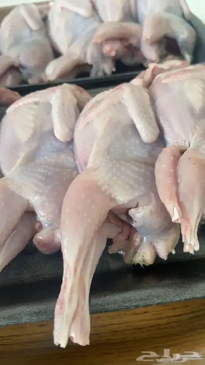 سمان لاحم ذبح او بياض 0