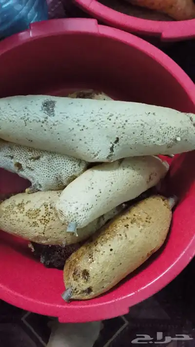 عسل وحشي عسل حر عسل اندنوسي 3