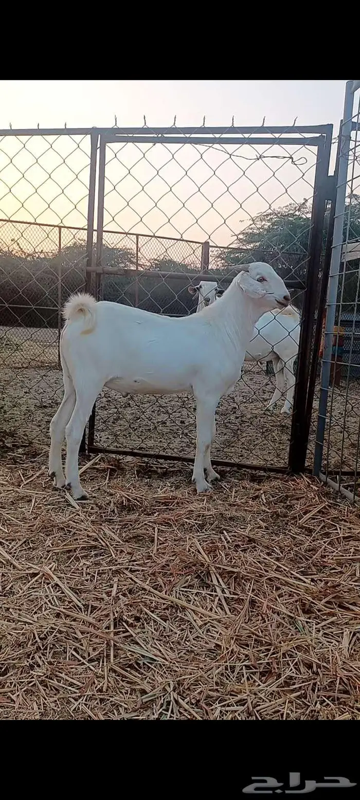 مشروع فحل بيشي أبرص. 2