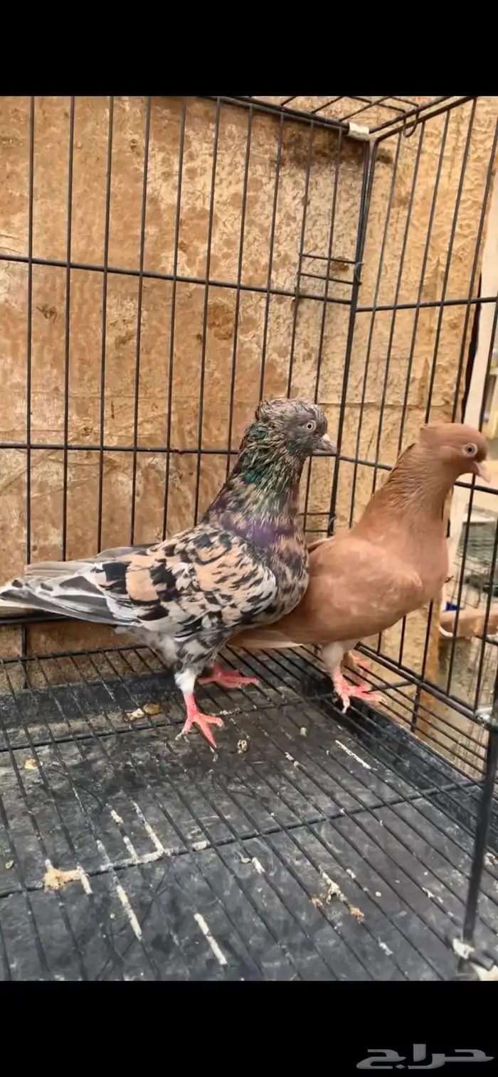 حمام ايراني 1
