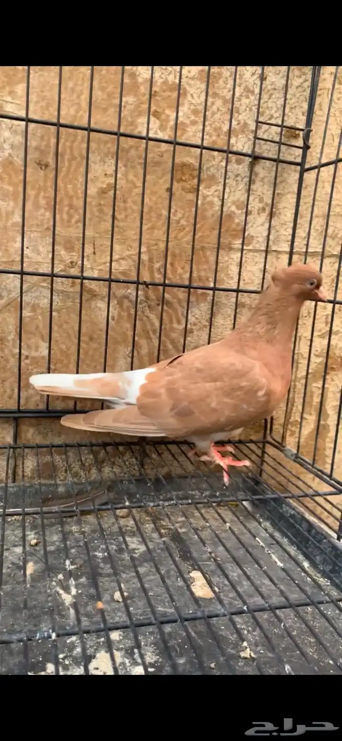 حمام ايراني 6