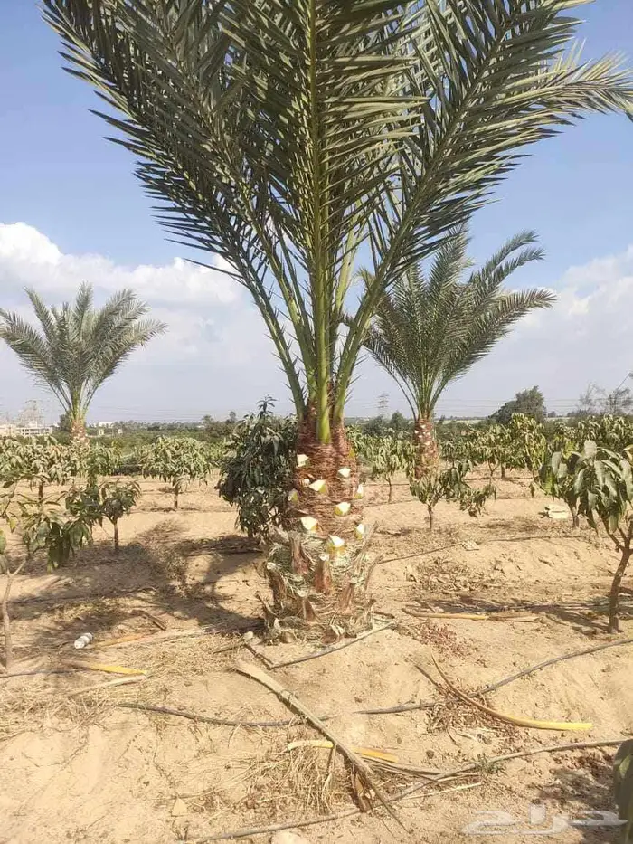 إنخل للبيع 2