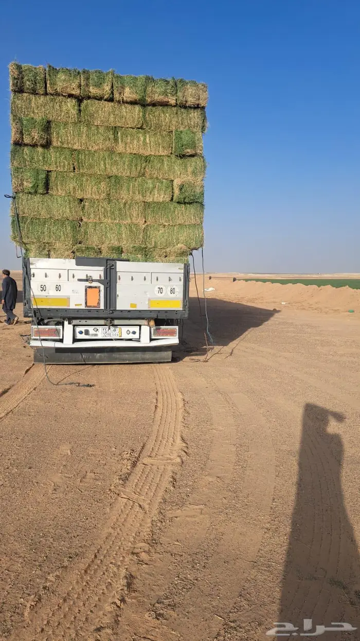 برسيم شركات الجوف بسيطا 5