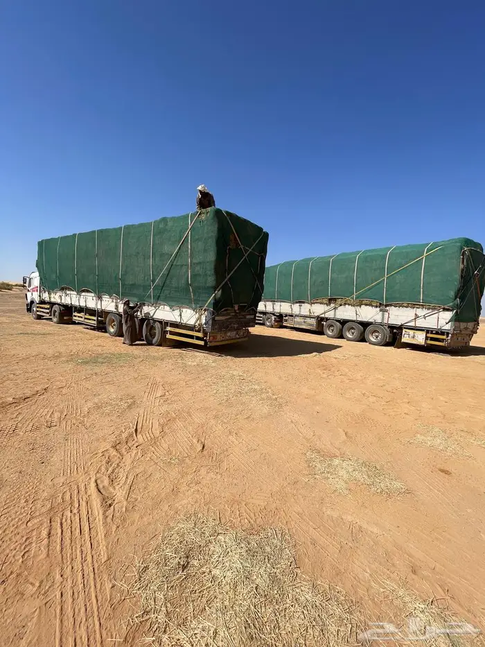 برسيم شركات الجوف بسيطا 12