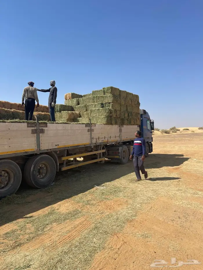 برسيم شركات الجوف بسيطا 8