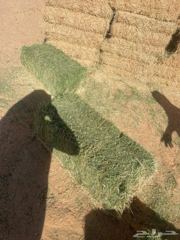 برسيم شركات الجوف بسيطا 7