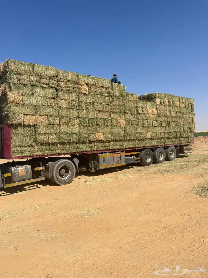 برسيم شركات الجوف بسيطا 9