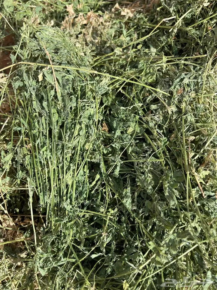 برسيم شركات الجوف بسيطا 2