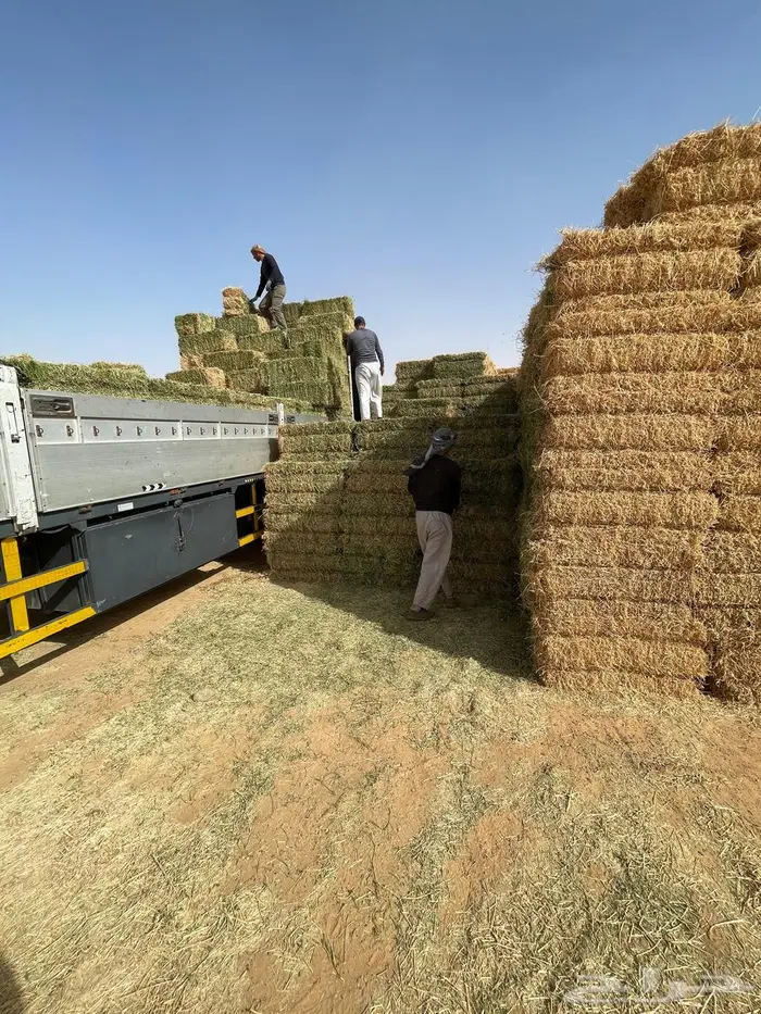 برسيم شركات الجوف بسيطا 3