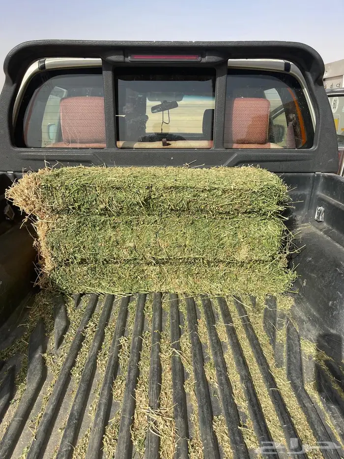 برسيم شركات الجوف بسيطا 1