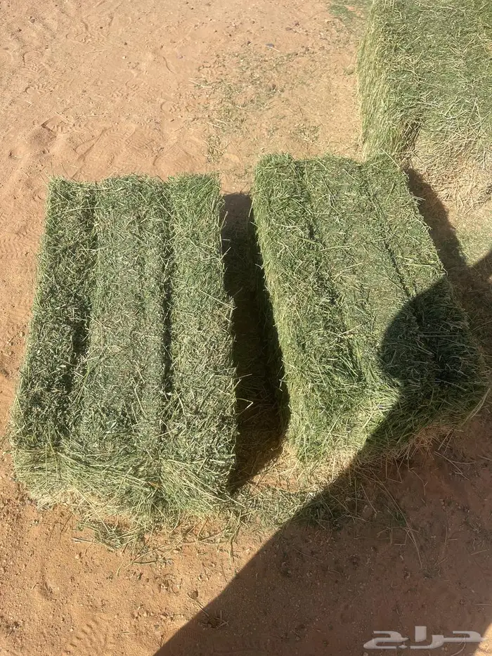 برسيم شركات الجوف بسيطا 6