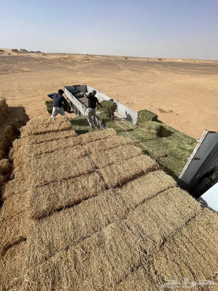 برسيم شركات الجوف بسيطا 4