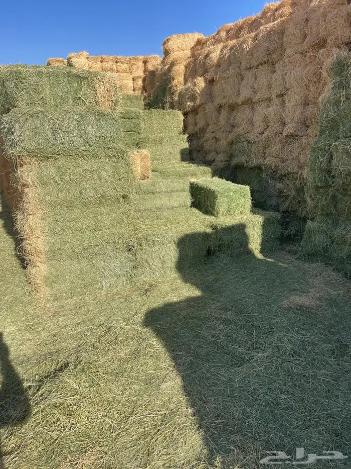 برسيم شركات الجوف بسيطا 0