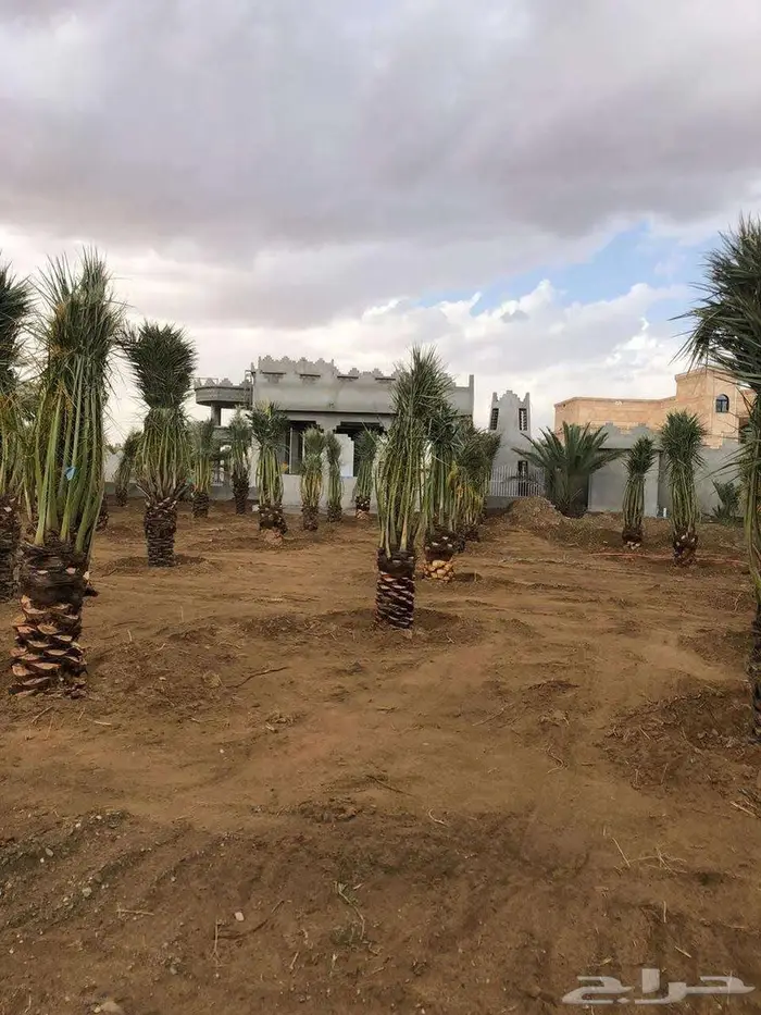 إنخل للبيع 3