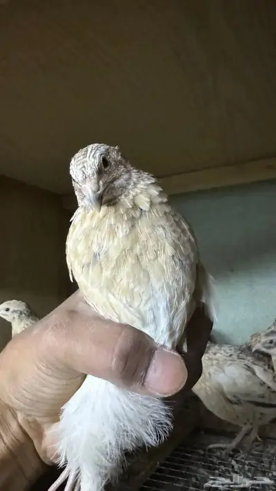 سمان لاحم ذبح او بياض 1