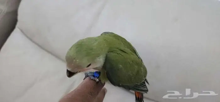 روز أليف هدد مناسب للصغار والكبار 3