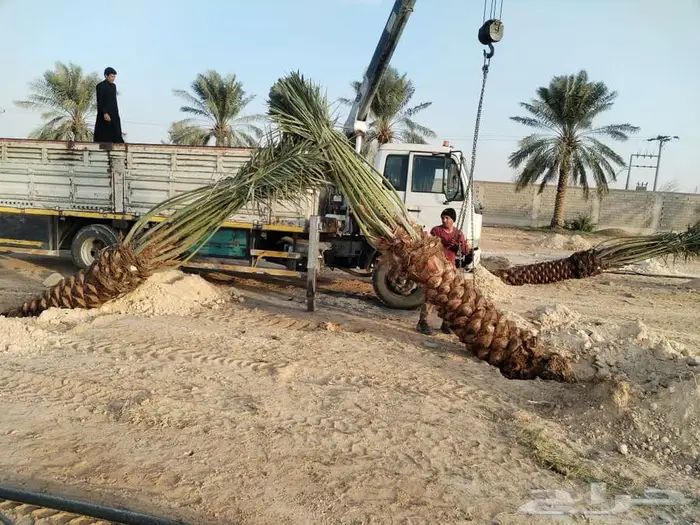 إنخل للبيع 0