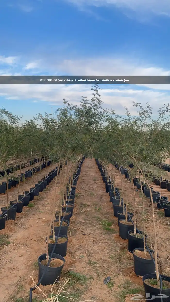شتلات رمث للبيع 27