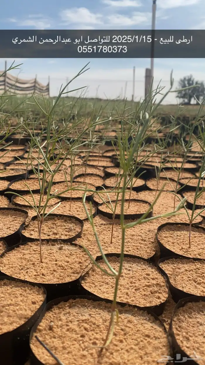 شتلات رمث للبيع 9