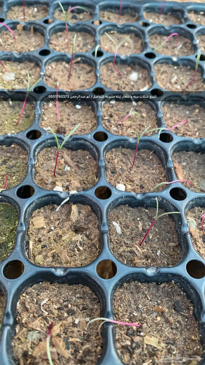 شتلات رمث للبيع 12