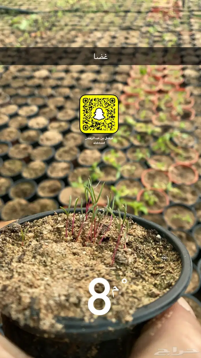 شتلات رمث للبيع 19