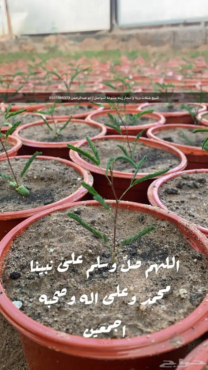 شتلات رمث للبيع 28