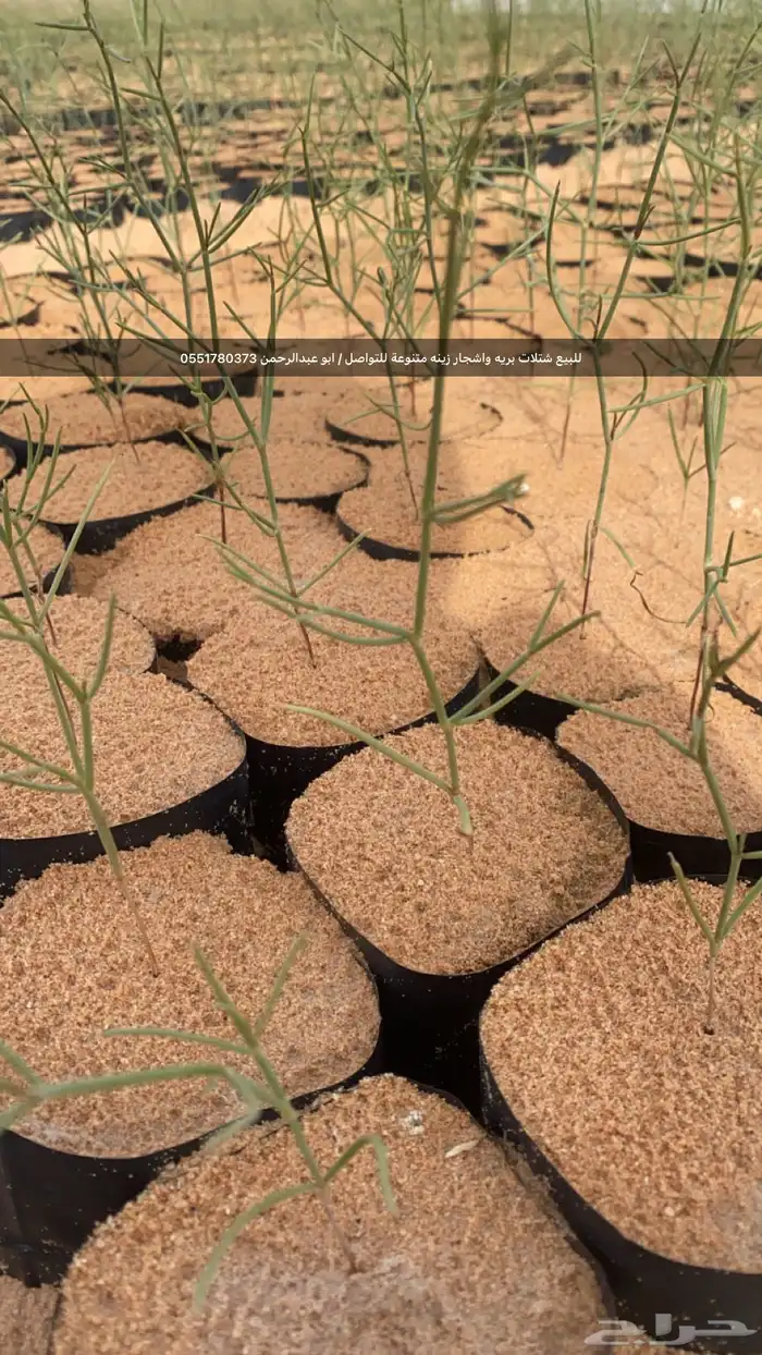 شتلات رمث للبيع 8