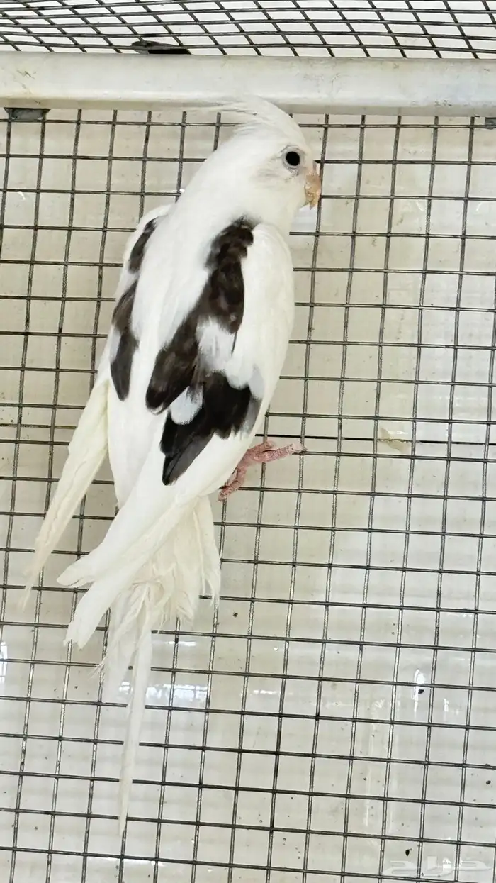 عرض طيور من اندر طفرات الكروان 1
