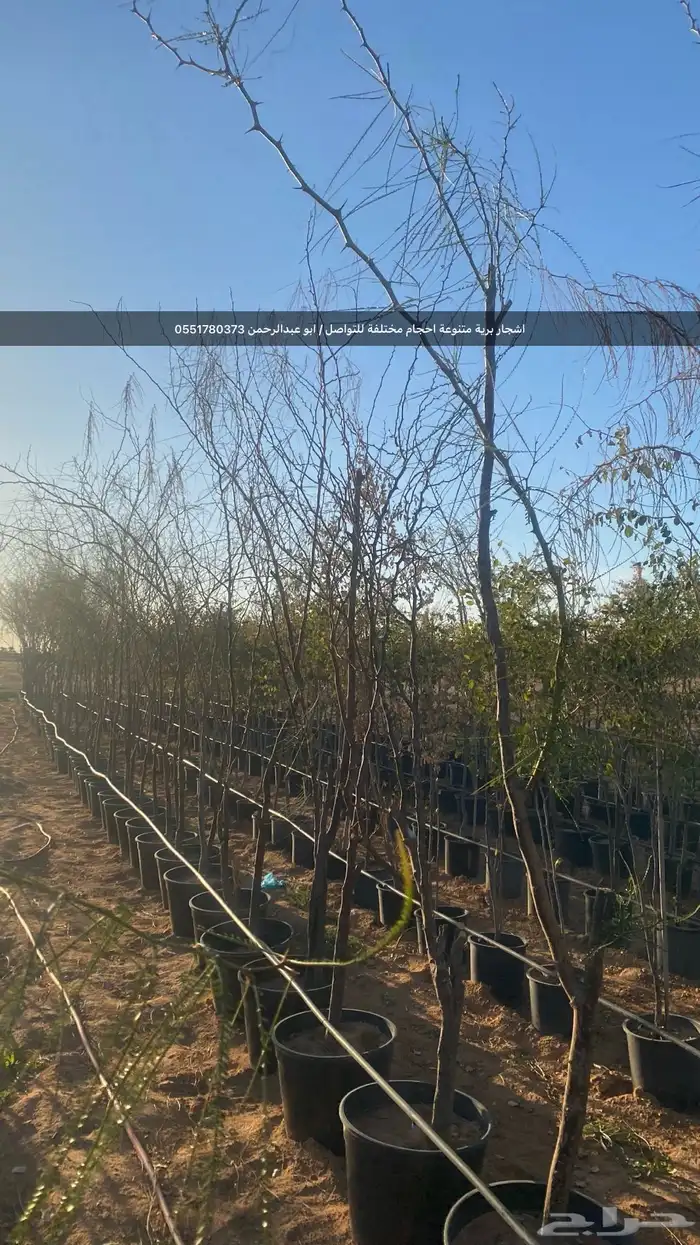 شتلات رمث للبيع 64