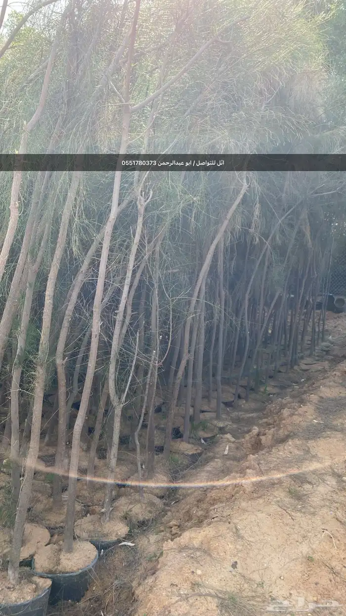 شتلات رمث للبيع 42