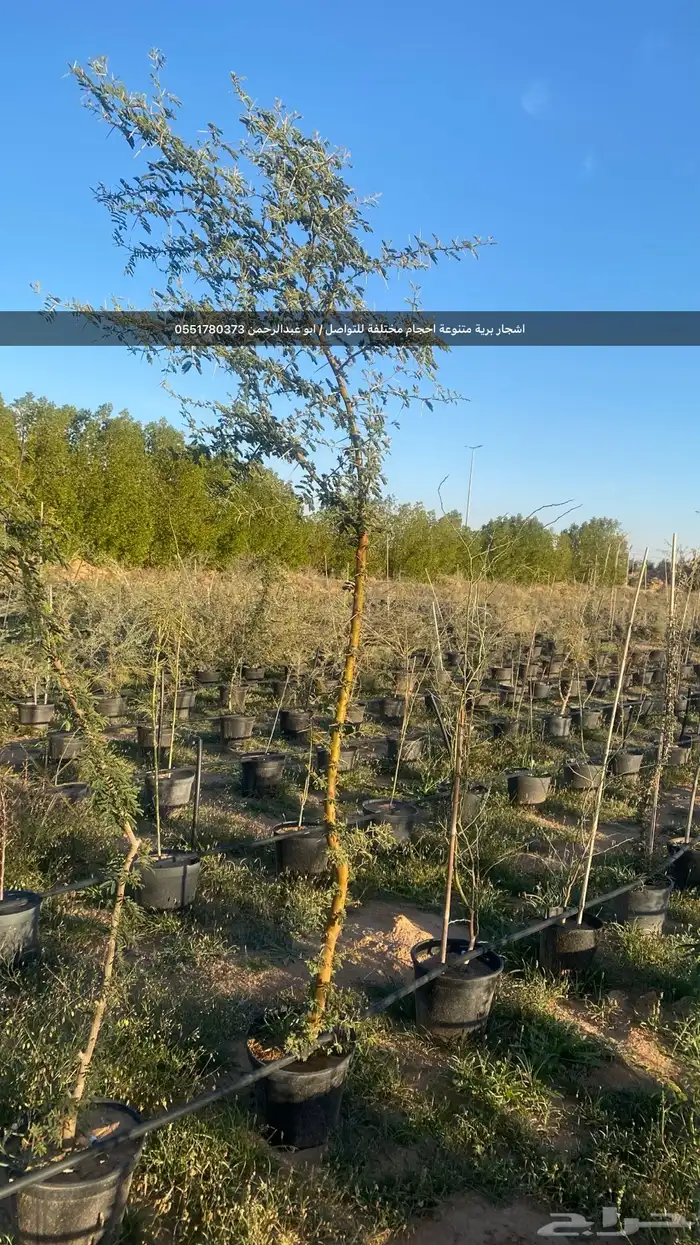 شتلات رمث للبيع 53