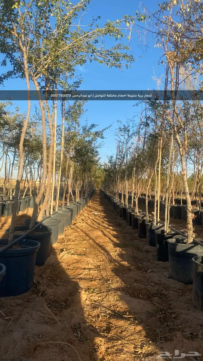 شتلات رمث للبيع 59